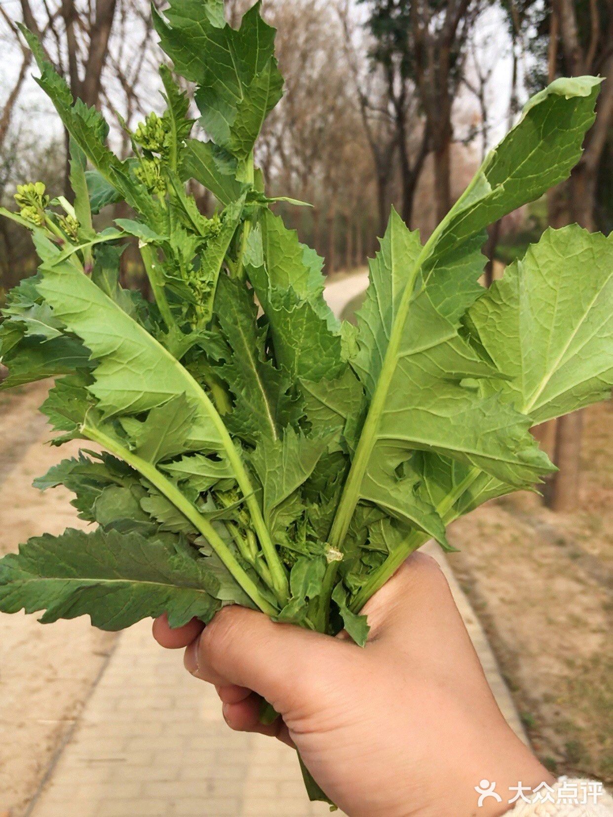 春季野菜系列四清炒野油菜