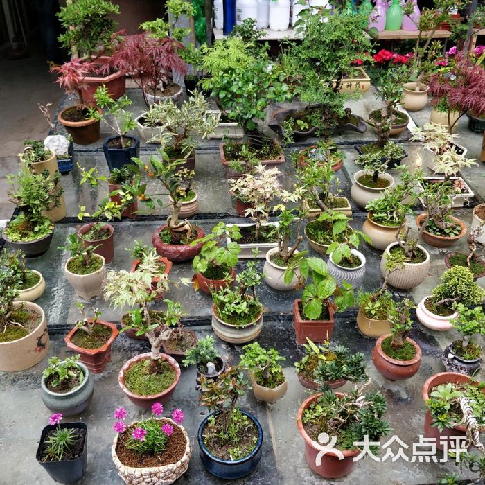 曲阳花鸟市场
