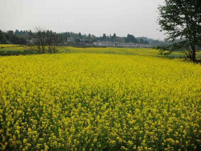 潼南崇龛油菜花景区-"重庆潼南崇龛油菜花景区,距主公