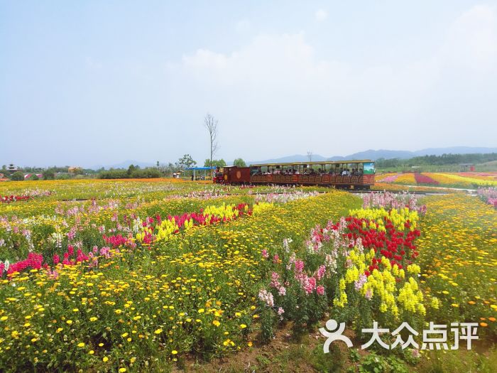 蔚然花海图片 - 第4张