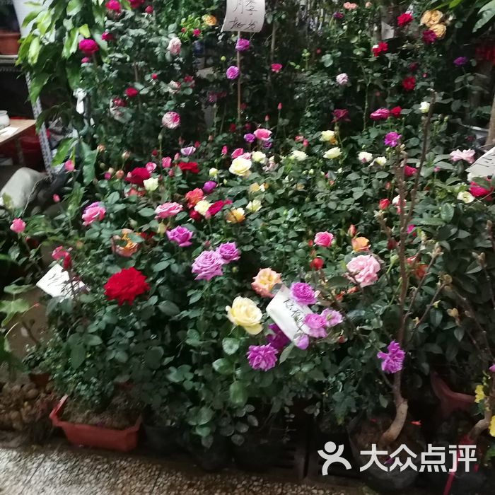 八里桥花卉市场