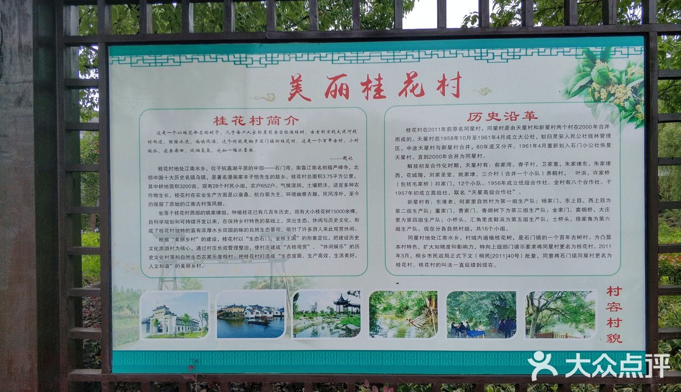 桐乡石门镇桂花村,这个以桂花命名的村子,几乎每户人家