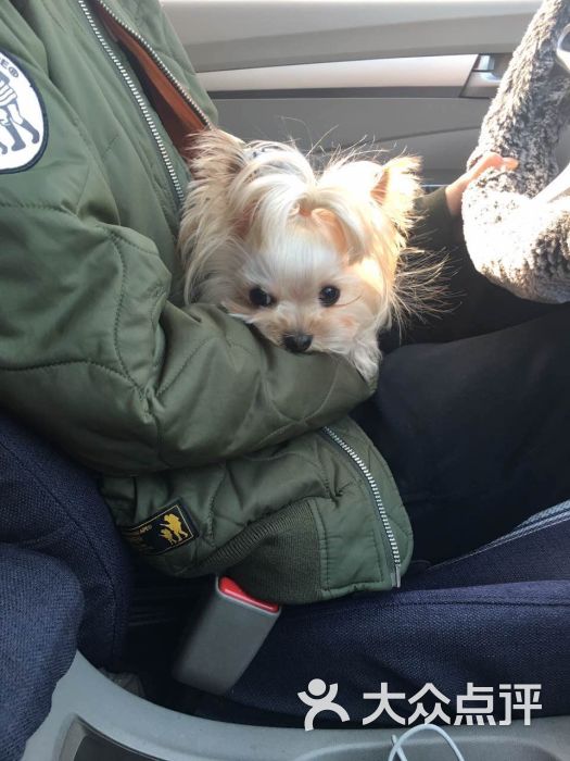 我宠我爱动物医院(沈阳和平店)-图片-沈阳宠物