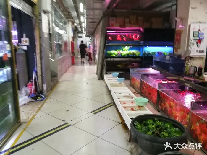 新官园花鸟鱼虫工艺品市场图片 - 第367张