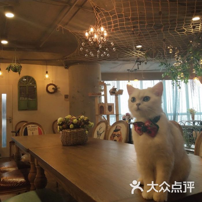 共舞时光猫咪咖啡馆