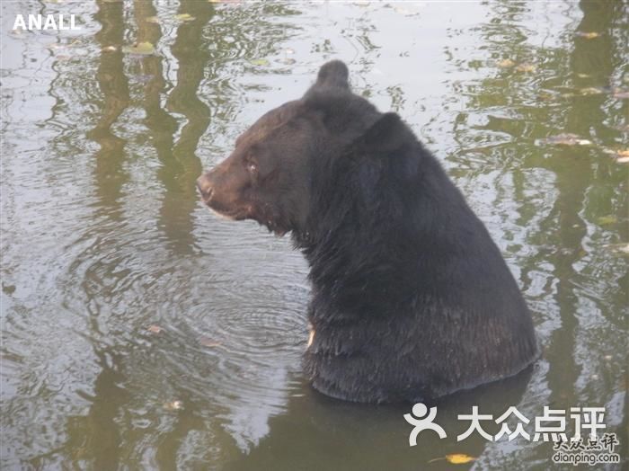 北京野生动物园狗熊洗澡图片-北京动物园-大众点评网