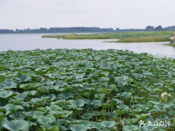 珍珠湖湿地自然保护区-图片-新民市周边游-大众点评网