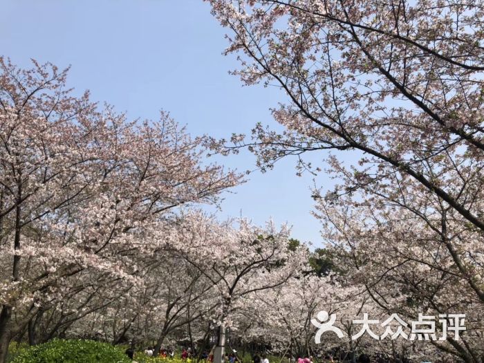 东湖磨山樱花园-图片-武汉周边游-大众点评网