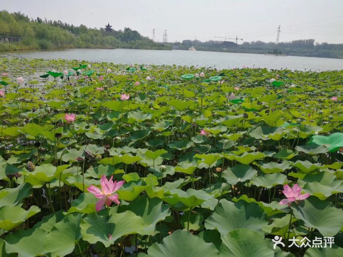 饶阳沱阳公园图片 第4张