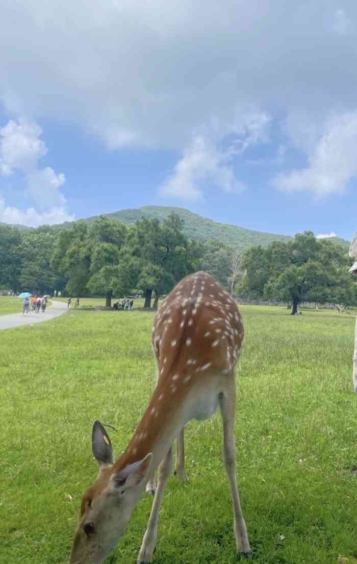 森工平山皇家鹿苑景区"最好避开夏天去 这时候是鹿发情的季节 比.