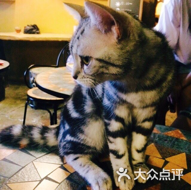 不思议的猫花园猫咪咖啡名猫馆的点评