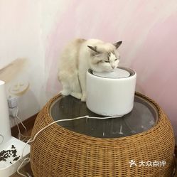 饮品店 南开区 时代奥城 puppy love 布偶猫咖还是过年去的,带家里