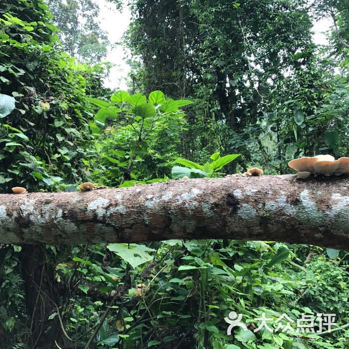 热带雨林国家公园勐远仙境景区图片-北京自然风光