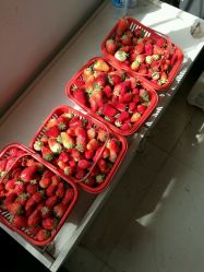 维根草莓采摘园怎么样,好不好的默认点评-银川