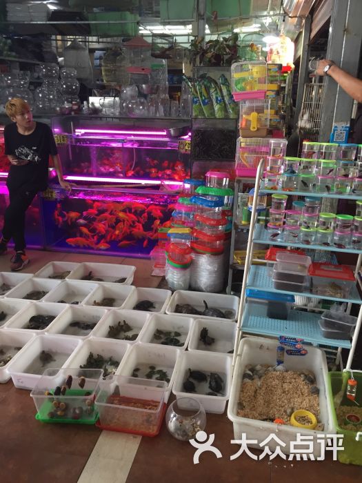 小美金鱼(锦鲤店)图片 第4张