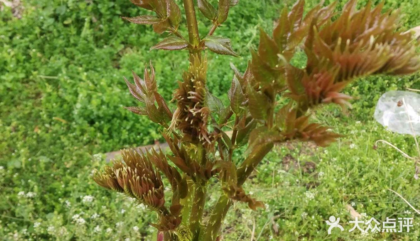 春芽,俗称刺椿,云南特色的一种树头菜,三四月发芽