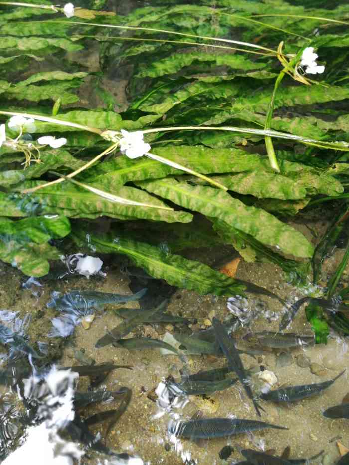 丰泽源植物园-"丰泽源植物园,位于富饶美丽的嵩明白邑