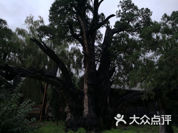 千年柏树嵩阳书院