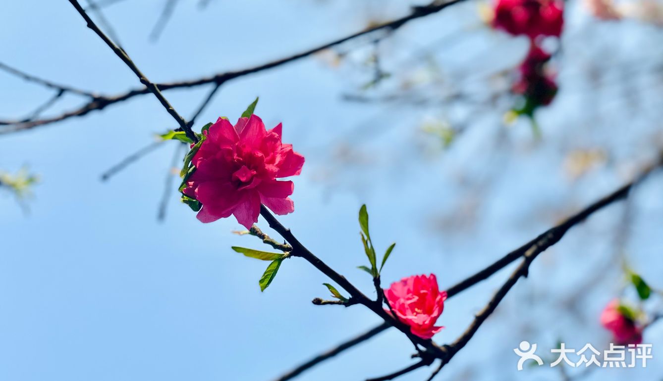 铺满花瓣的大理道是春天的温柔