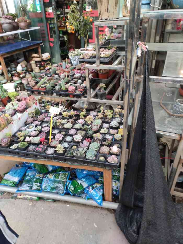 黄山花鸟市场(菩提阁黄山店)-"可能是城市规划的原因