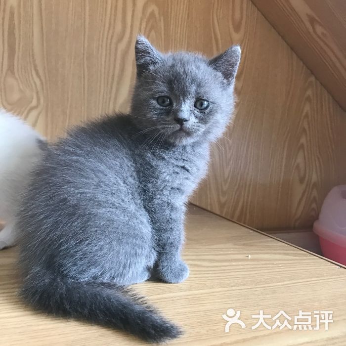 蓝猫