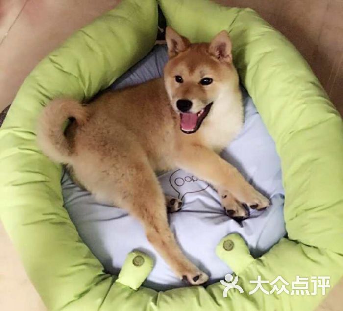 金宝贝宠物猫狗活体专售店图片 - 第1张