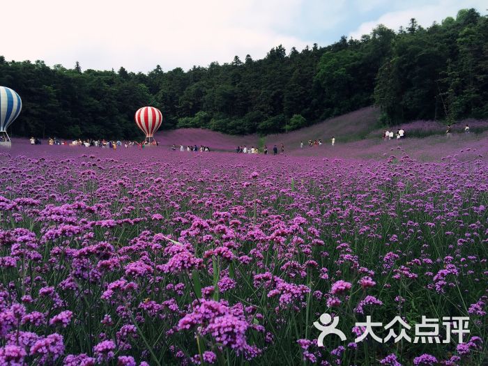 大塘金薰衣草庄园-图片-南京美食-大众点评网