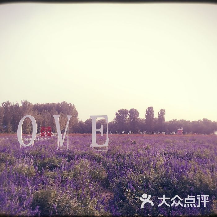 东方普罗旺斯薰衣草庄园图片-北京其他景点-大众点评网