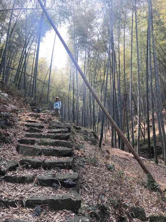 宁波浙东大竹海景区