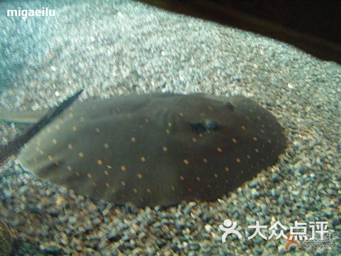 上海海洋水族馆电鳗吧图片-北京海洋馆-大众点评网