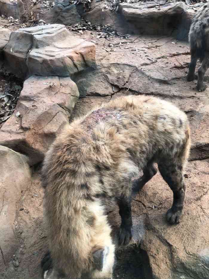 森林野生动物园停车场-"这个地方在蔡甸的索河镇,就是