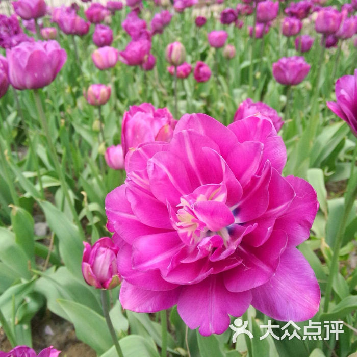 洛阳郁金香牡丹园