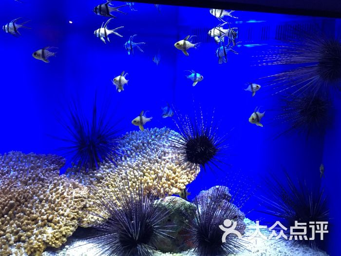 上海海洋水族馆图片 - 第5张