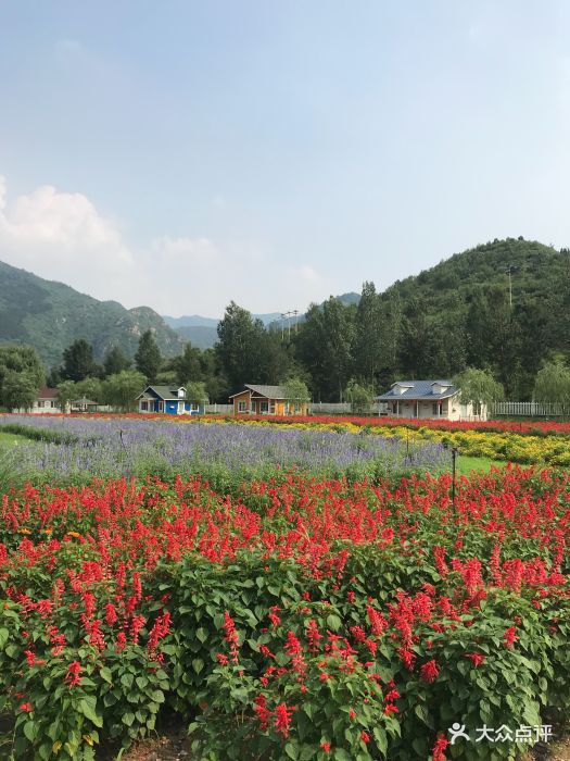 人间花海图片 - 第74张