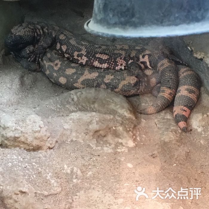 上海动物园图片-北京动物园-大众点评网