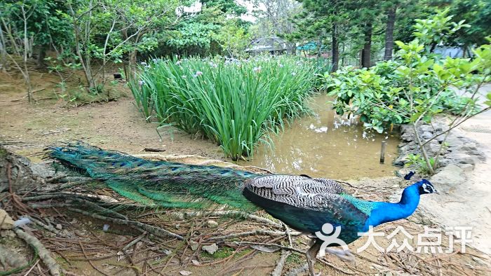 冲绳自然动植物公园-图片-名护市景点-大众点评网