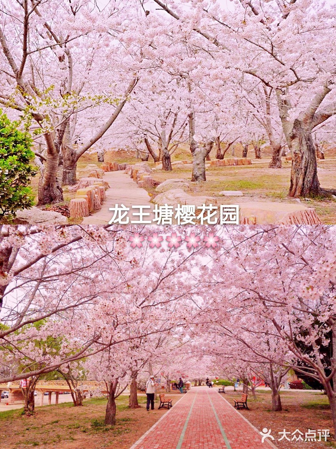 今年5月份大连旅顺樱花园盛开时节，学生们游园赏花抢拍，花下清纯的少女。