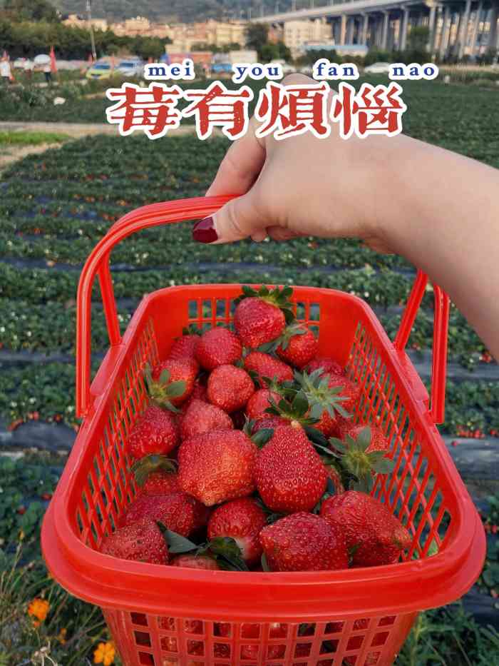 最值得的草莓园量产超大