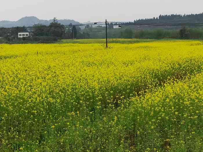 崇龛镇-"我们去的时候油菜花盛开,人也比较多,景区.