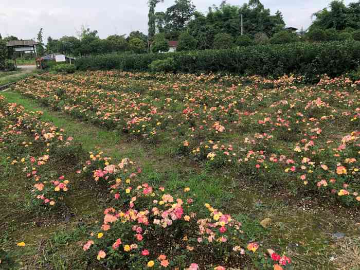 天府花海蝶彩花卉园-"天府花海位于仁寿县,门票三十元