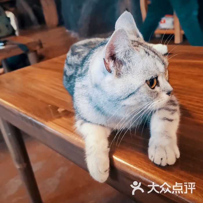 不思议的猫花园猫咪咖啡名猫馆