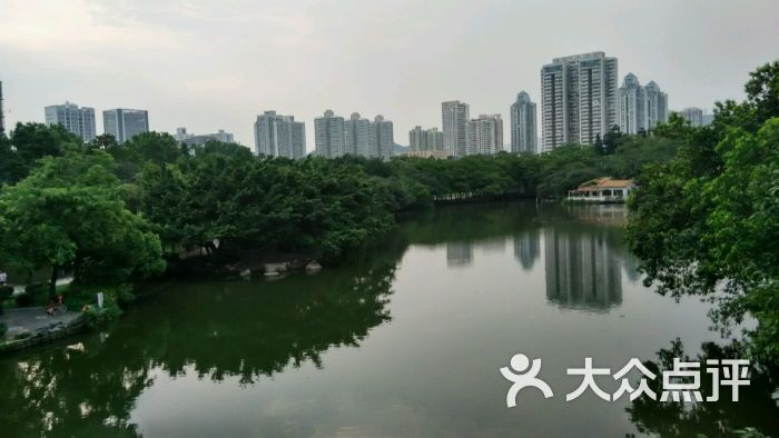 荔枝公园-茂盛的树木和大楼图片-深圳周边游-大众点评网