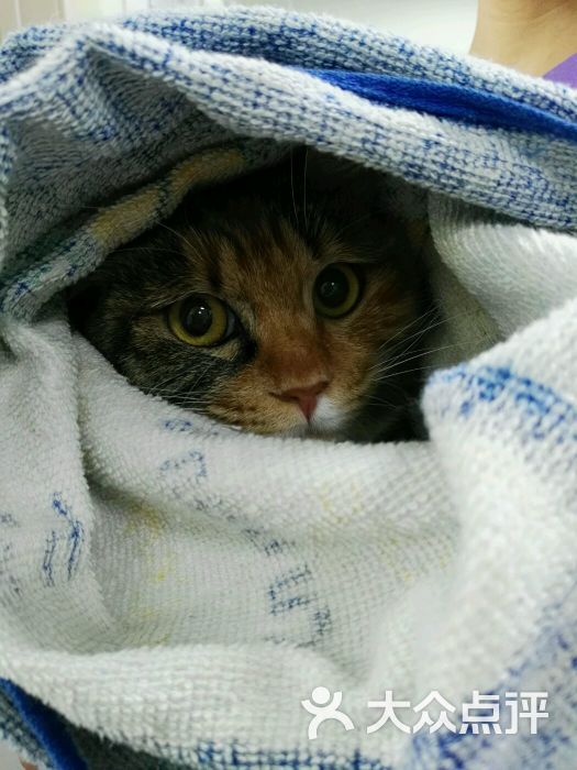 我宠我爱动物医院(沈阳和平店)-图片-沈阳宠物