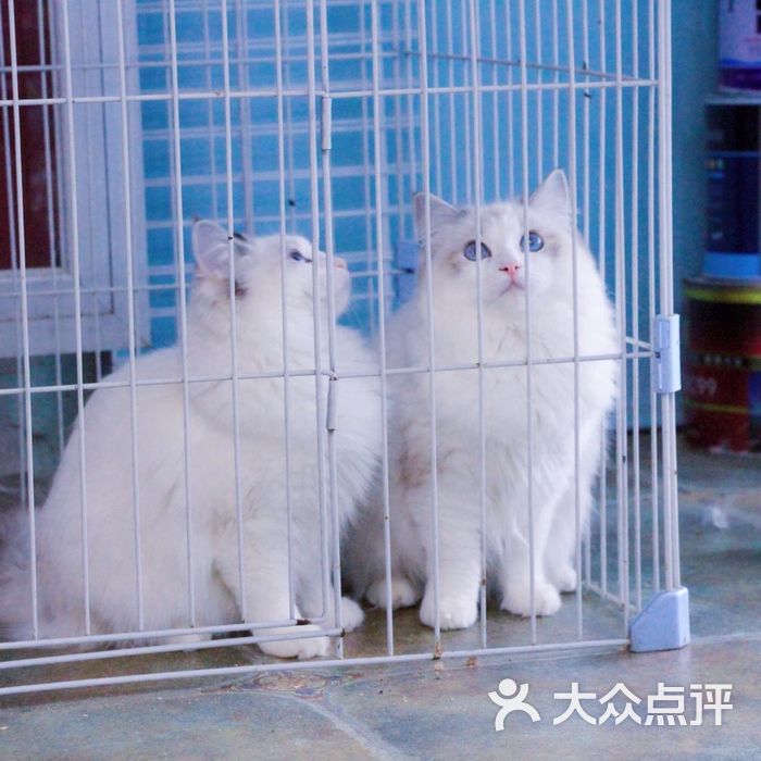 贝拉斯布偶猫舍