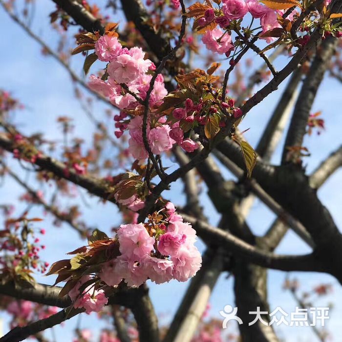 樱花园图片-北京植物园-大众点评网