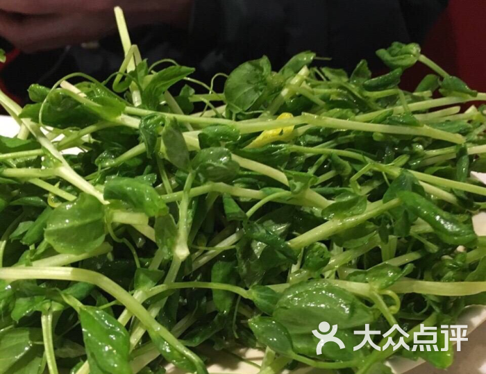 豆苗