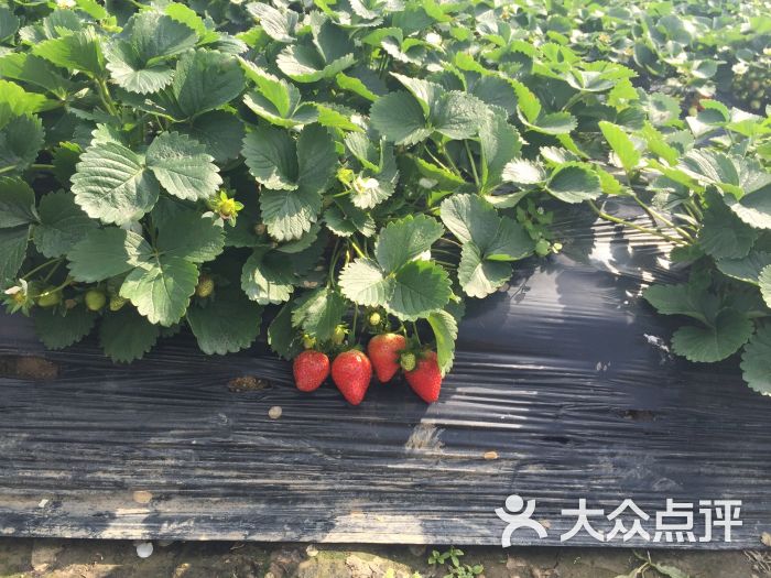 万胜围草莓园-图片-广州景点
