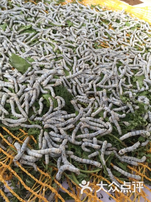 第四届北京农业嘉年华(北京昌平草莓博览园)-图