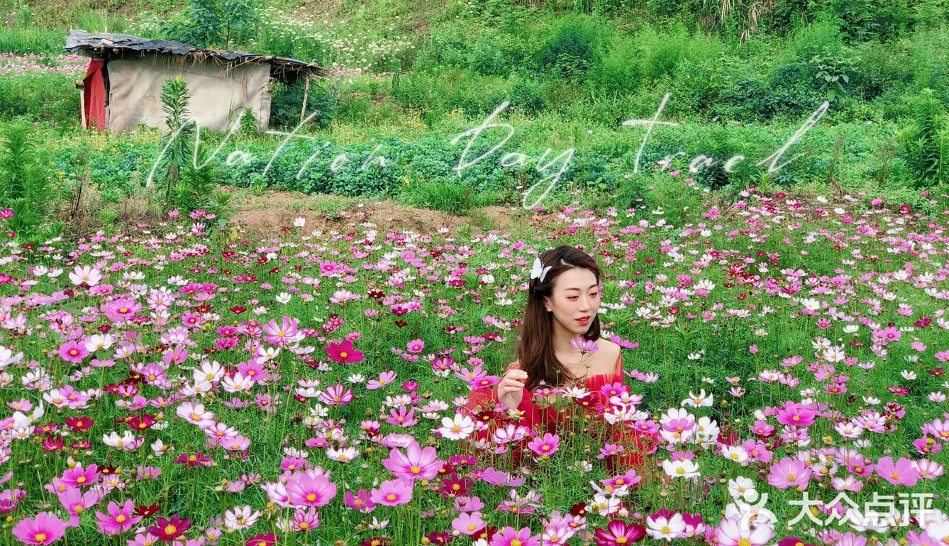 璧山大学旁的格桑花海