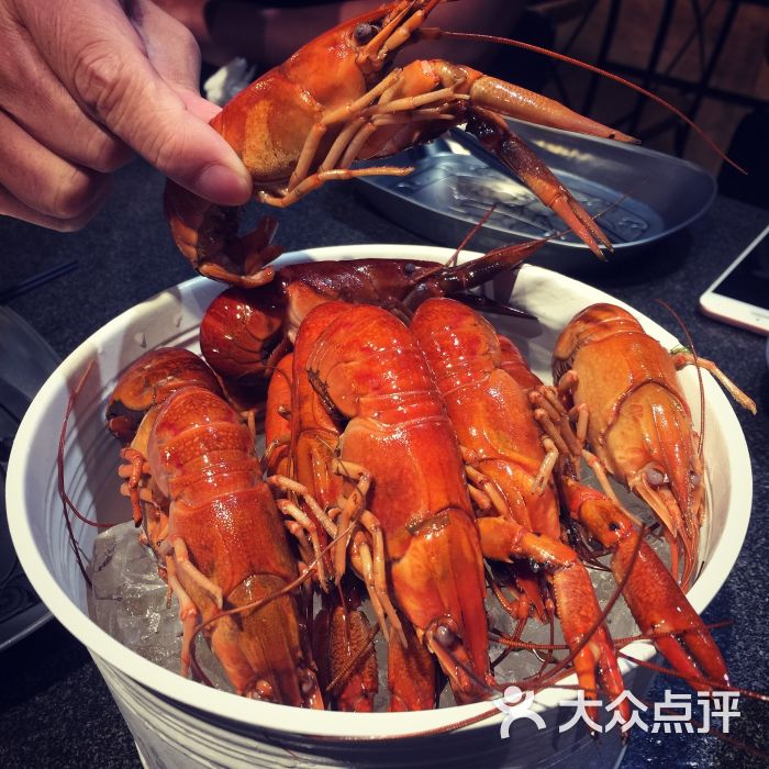 澳洲淡水龙虾